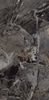 Onlygress Marble Dark Brown MOG502 60x120x9 Полир. ID 535821